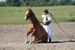 ungarische Puszta-Peitschenshow